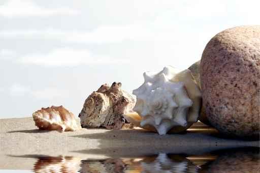 Muscheln Wall Decal