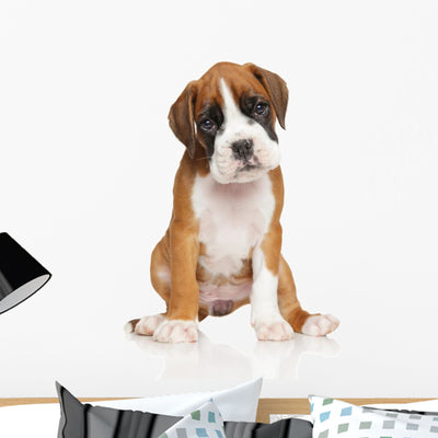 German Boxer Puppy Wall Decal shown on a wall