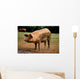 Dirty Pink Pig Wall Decal