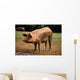 Dirty Pink Pig Wall Decal