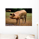 Dirty Pink Pig Wall Decal