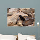 Small sea lion baby in Cape Cross Wall Mural