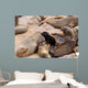 Small sea lion baby in Cape Cross Wall Mural