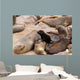 Small sea lion baby in Cape Cross Wall Mural