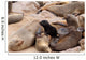 Small sea lion baby in Cape Cross Wall Mural
