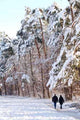 Snow Walk Wall Decal