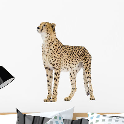 Cheetah Wall Decal shown on a wall