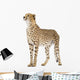 Cheetah - Acinonyx Jubatus Wall Decal
