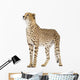 Cheetah - Acinonyx Jubatus Wall Decal