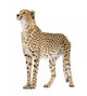 Cheetah - Acinonyx Jubatus Wall Decal