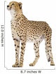Cheetah - Acinonyx Jubatus Wall Decal
