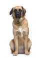 Leonberger Wall Decal