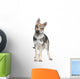 Czechoslovakian Wolfdog puppy (3 months) Wall Decal