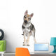 Czechoslovakian Wolfdog puppy (3 months) Wall Decal