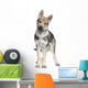 Czechoslovakian Wolfdog puppy (3 months) Wall Decal