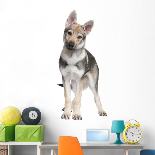 Czechoslovakian Wolfdog puppy (3 months) Wall Decal