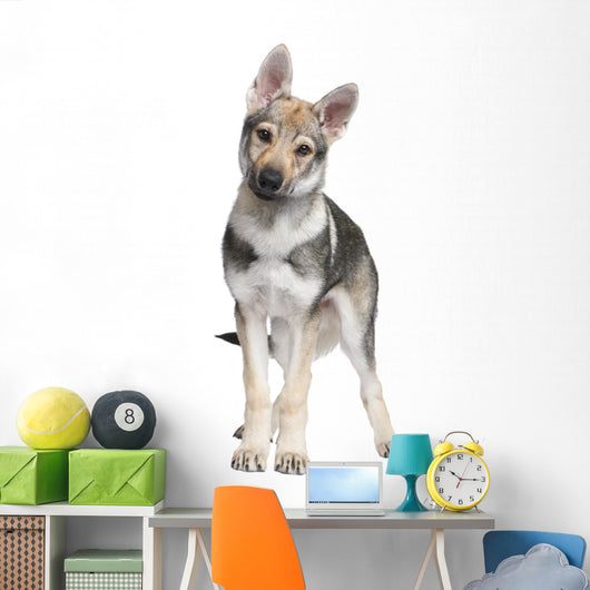 Czechoslovakian Wolfdog puppy (3 months) Wall Decal