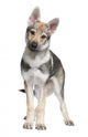 Czechoslovakian Wolfdog puppy (3 months) Wall Decal