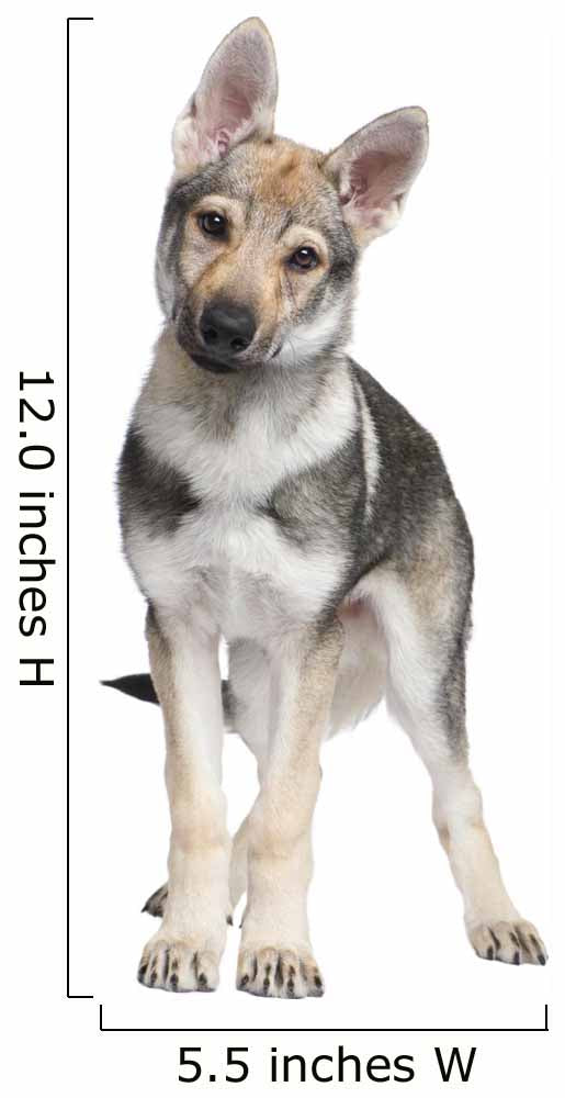 Czechoslovakian Wolfdog puppy (3 months) Wall Decal