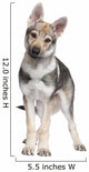 Czechoslovakian Wolfdog puppy (3 months) Wall Decal