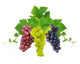 Three Fresh Grapes Wall Decal