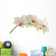 Orchid isolated on white background Wall Decal