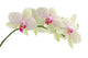 Orchid isolated on white background Wall Decal