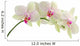 Orchid isolated on white background Wall Decal