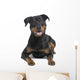 rottweiler (8 months) Wall Decal