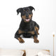 rottweiler (8 months) Wall Decal