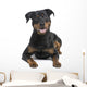 rottweiler (8 months) Wall Decal