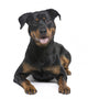 rottweiler (8 months) Wall Decal