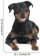rottweiler (8 months) Wall Decal