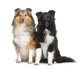 Couple of Shelties Wall Decal