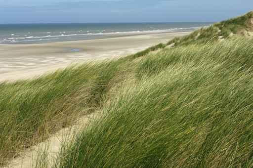 Dunes Wall Decal Design 1