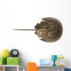 Hourseshoe crab Wall Decal