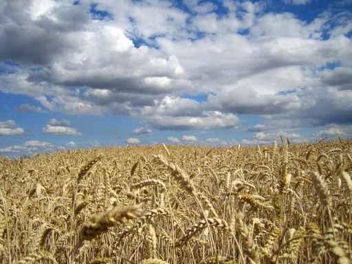 Grain Field Wall Decal