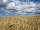 Grain Field Wall Decal