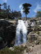 Cascade Radule Wall Decal