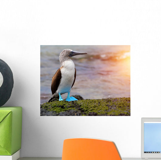 Blue footed booby at Galapagos Wall Mural