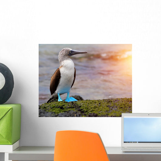Blue footed booby at Galapagos Wall Mural