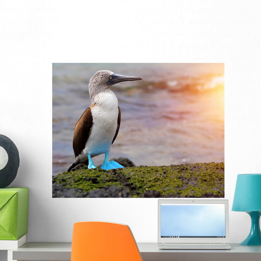 Blue footed booby at Galapagos Wall Mural