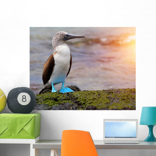 Blue footed booby at Galapagos Wall Mural