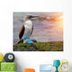 Blue footed booby at Galapagos Wall Mural