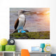 Blue footed booby at Galapagos Wall Mural