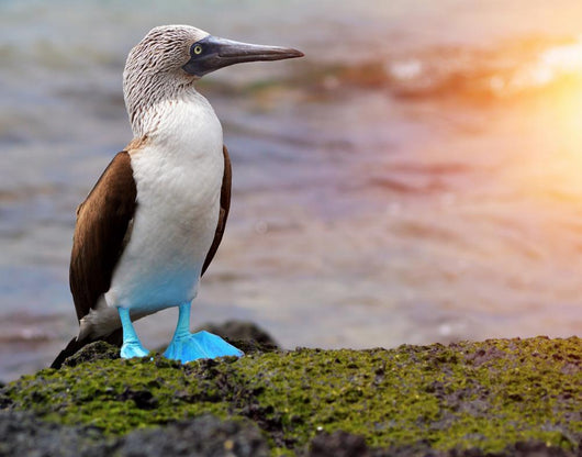 Blue footed booby at Galapagos Wall Mural