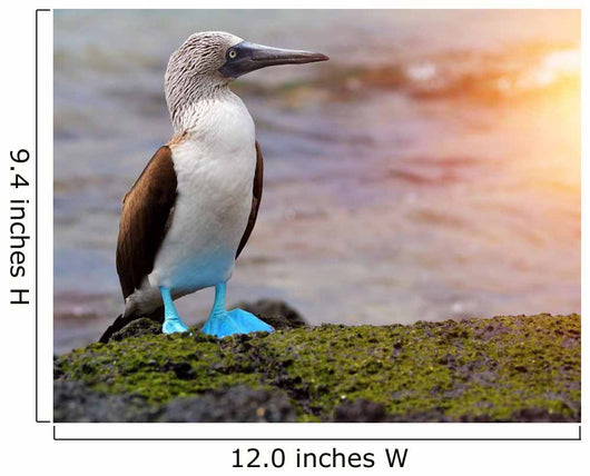Blue footed booby at Galapagos Wall Mural