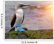 Blue footed booby at Galapagos Wall Mural