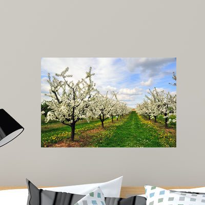 Blossoming Cherry-trees Wall Mural shown on a wall