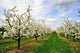 Blossoming Cherry-Trees Wall Mural